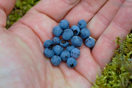 Fresh blueberries in hand.