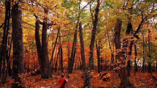 A nature enthusiast exploring a colorful autumn forest.