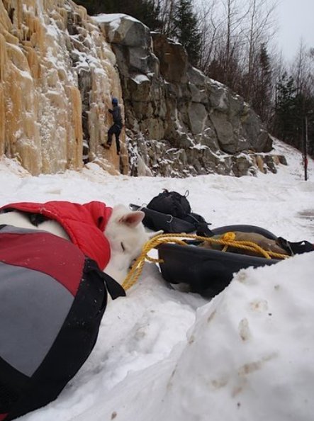 white dog on snowy trail taking rest lying down 
