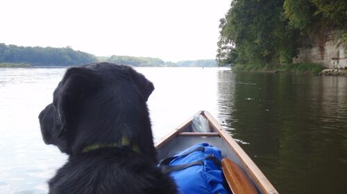 Fido, the black dog, sits on the bow of a canoe during an adventurous camping trip.