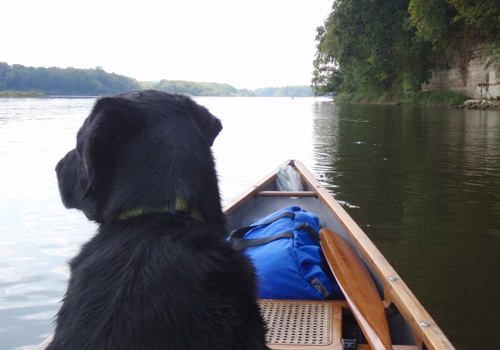 Fido, the black dog, sits on the bow of a canoe during an adventurous camping trip.