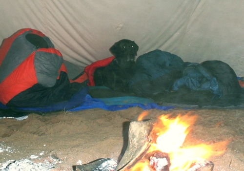 Dog lying down next to fire campsite tent.