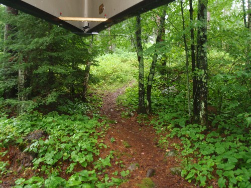 A walking track in the jungle.