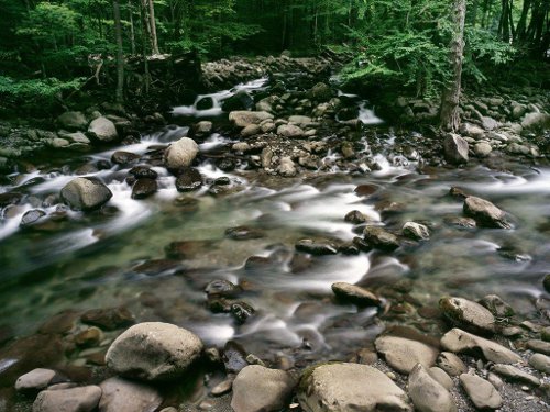 Shallow stream river running through forest rocks.