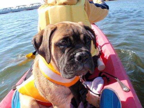 Dog with life jacket in kayak on water.