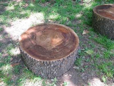 Tomahawk tree stump target getting seasoned for future use.