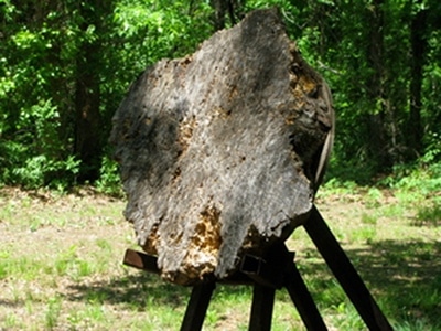 Tree stump target for throwing a tomahawk.