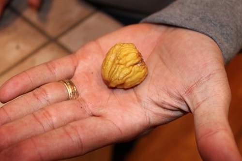 Roasteed chestnut in the hand palm. 