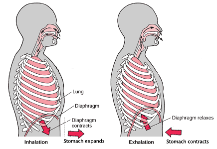 Proper diaphragm breathing diagram illustration.