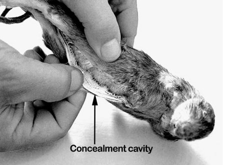 Man opening dead rat's concealment cavity. 