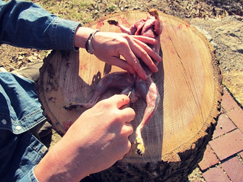 A man splitting the pelvic bone in the center to open up the entire middle of the squirrel.