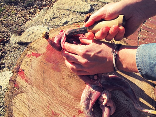 A cutting of a flash running a knife towards head of a squirrel.