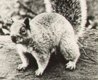 A black and white photo of a squirrel in a field.