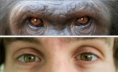 Eyes of a gorilla and human being.