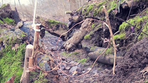 A small game survival build using a moss covered tree stump in a wooded area.