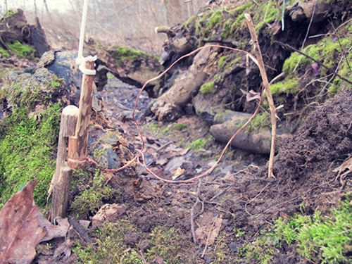 diy small game survival snare for hunting in wilderness