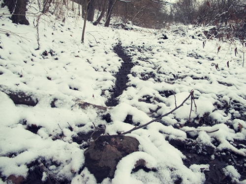 Animal tracks through snow woods. 