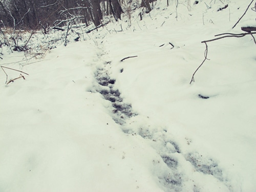 Animal tracking path in snow.
