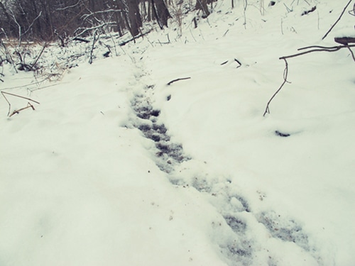 caminho de rastreamento de animais na neve.