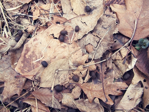 Animal scat on the forest leaves.