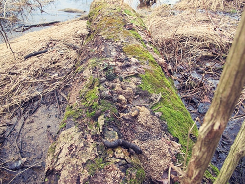 Animal scat on log in the forest.