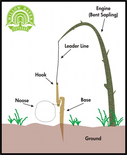 The anatomy of snare hunting illustration.