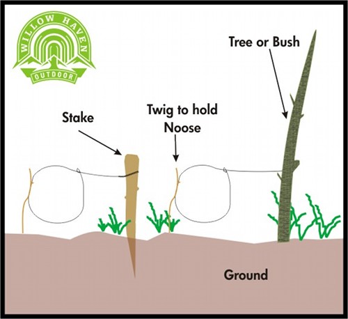 Trapping Snares - How Do You Use One?