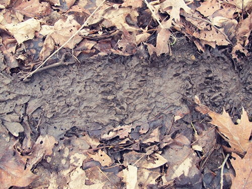 Forest leaves around dirty mud.