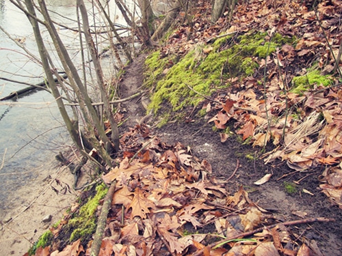 caminho de caminhada na floresta.