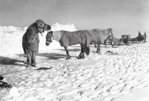 Scott antarctic ponies for hauling sleds.