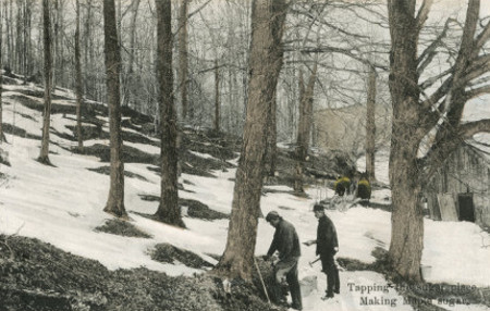 Men cutting tree in the jungle.