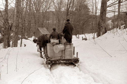 Man loading the sap buckets in horse car in woods.