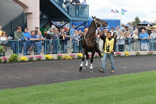 Man holding horse straps and walking in the ground.