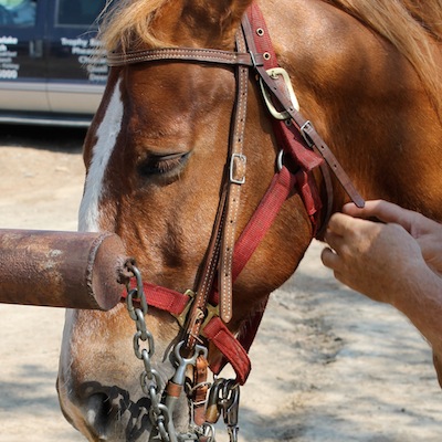 Vintage fasten the buckles on the bridle.