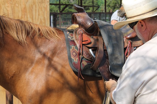 Vintage placing the saddle on the horse illustration.