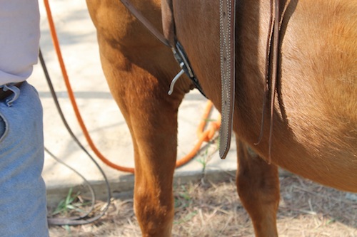 Vintage bringing the end of the latigo back up towards the saddle.