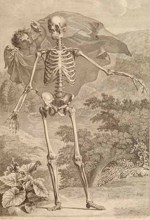 22_Bernhard_Siegfried_Albinus_Jan_Wandelaar_dornai sceleti et musculorum corporis humani by Bernhard Siegfried Albinus, 1749