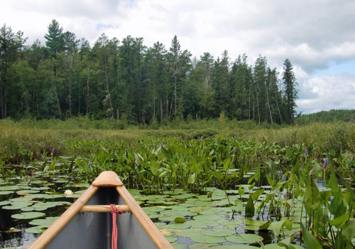 Canoe going through lake bwca lily pads.