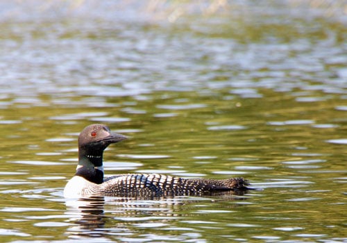 Loon Minnesota state bird on lake bwca.