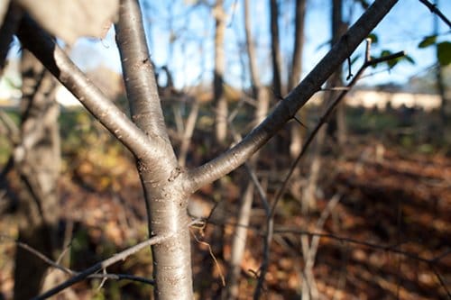 Close up small tree with branches in woods. 