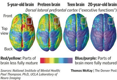 Brain scans prefrontal cortex comparison of 5 year old, teen, and 20 year old brain.