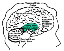 Illustration showing different part of brain.