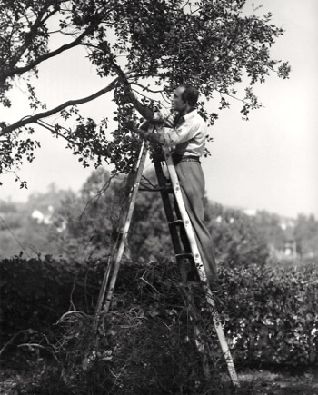 Vintage man on ladder pruning tree. 