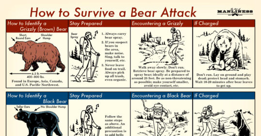 Illustrated Guide: How to Survive a Bear Attack