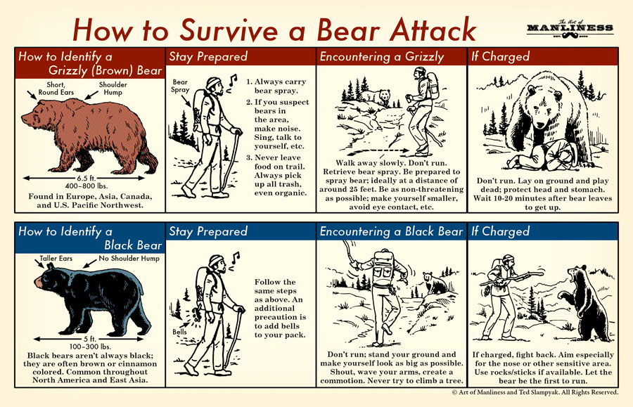 Illustrated Guide: How to Survive a Bear Attack