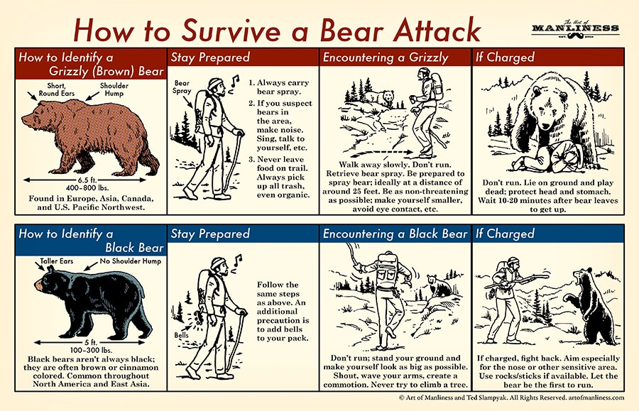 Comic guide step by step how to survive bear attack.