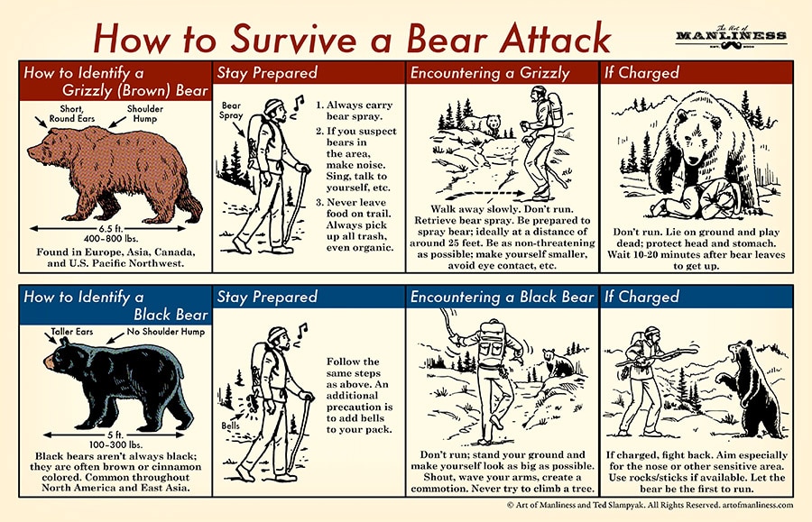 How to Survive a Black Bear Attack