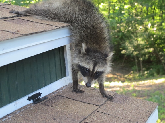 Raccoon trying to figure out a way into the coop.