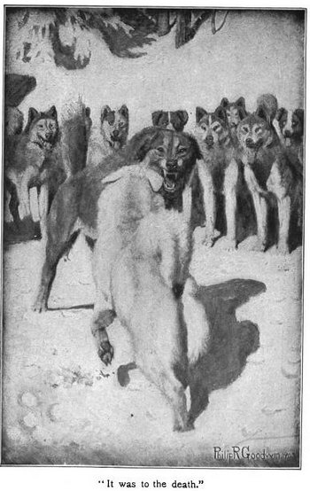 White fang illustration white dog fighting black wolf.