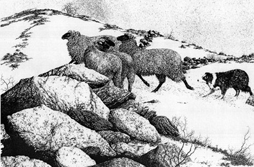 Illustration sheepdog leading herding sheep across valley.